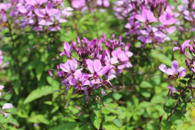 Bahçedeki dikenli örümcek çiçeği