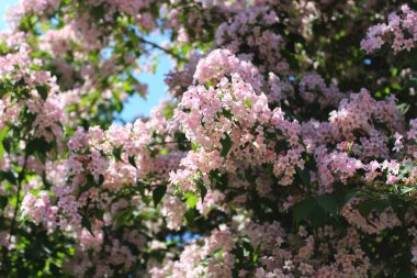 Güzel Weigela bahçede