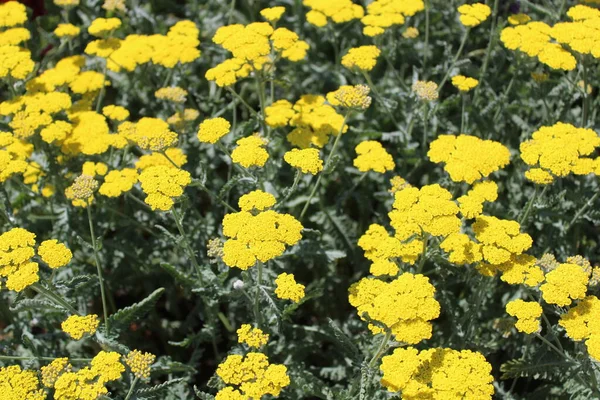 Fernleaf Yarrow Garden — Stock Photo, Image