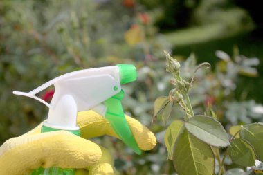 Bir gülün üzerindeki yaprak bitleri