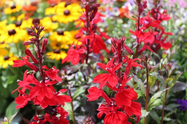 Vörös Lobelia Kertben — Stock Fotó