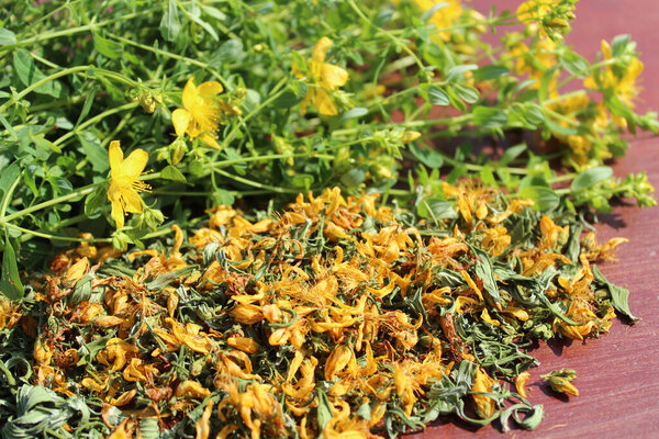 Свежий и сушеный цветок зверобоя