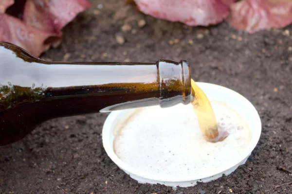 Bira ve bahçede bir bira kapanı.