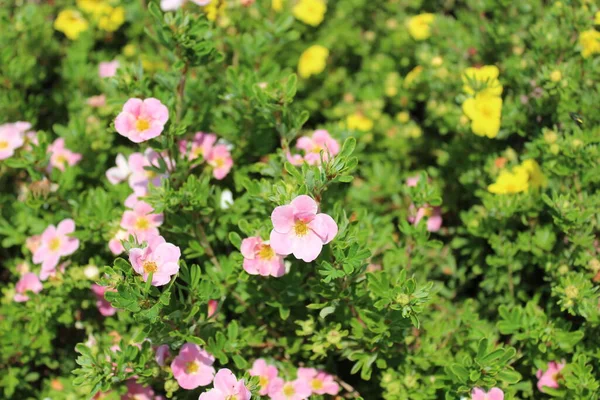 Roze Struiken Cinquefoil Tuin — Stockfoto