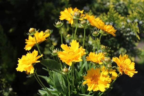 Graine Tique Florissante Dans Jardin — Photo