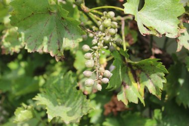Üzüm bağındaki üzümlerin üzerine dökülen küf.