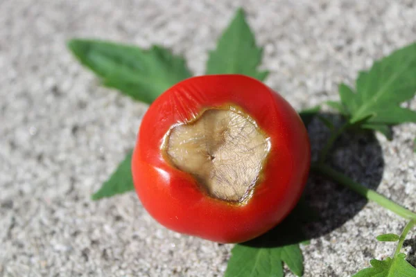 apik çiçek ucu çürümesi, kalsiyum eksikliği, bitki, bitki hastalığı, domates hastalığı, domates yaprağı, domates bitkisi