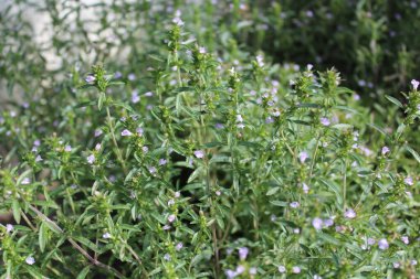 blossoming savory in the garden