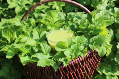 Eski bir sepetteki goutweed smoothie