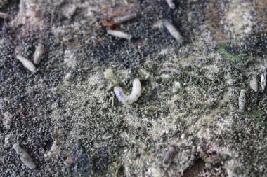 Masa örtüsünde güve larvası tohumları