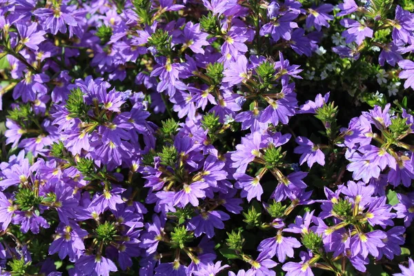 Common Fan Flower Garden — Stock Photo, Image