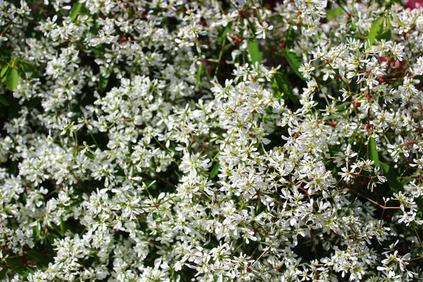 Tapis Sable Gracieux Dans Jardin — Photo