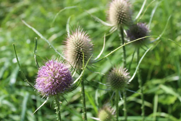 Teasel Verão Prado — Fotografia de Stock