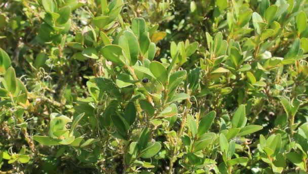 Teigne Des Arbres Sur Les Feuilles Boîte — Video