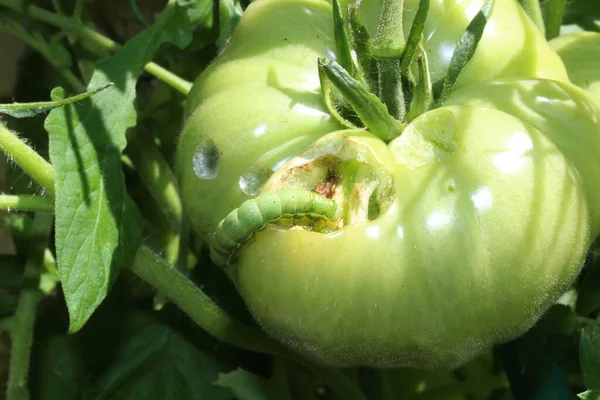 Unreife Tomaten Mit Raupenschäden Stockbild