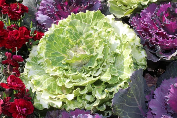 Sierkool Tuin — Stockfoto