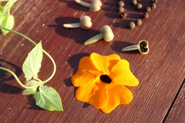 Black Eyed Susan Vine Seeds Table — Stock Photo, Image