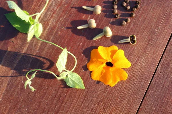 Vignes Susan Aux Yeux Noirs Graines Sur Une Table — Photo