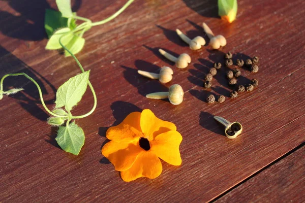 Black Eyed Susan Vine Seeds Table — Stock Photo, Image