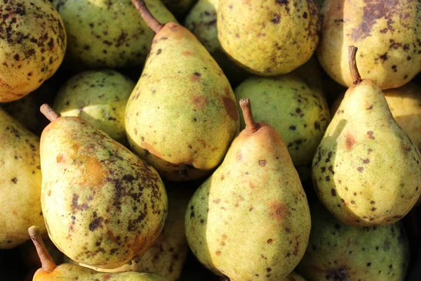 Pear Scab Pears Garden Imagen De Stock