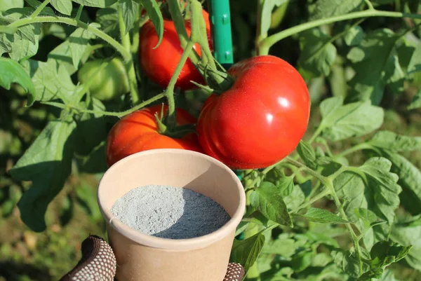 Mąka Skalna Przed Dojrzałymi Pomidorami — Zdjęcie stockowe
