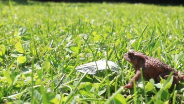 Çayır kurbağası.