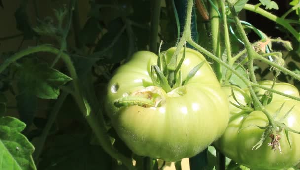 Niedojrzały Pomidor Uszkodzeniem Przez Gąsienice — Wideo stockowe