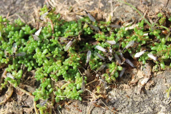 Formigas Voadoras Jardim — Fotografia de Stock