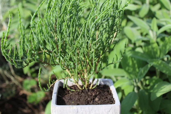 Gewöhnliches Gewächs Kräutergarten lizenzfreie Stockbilder