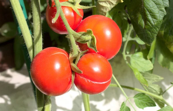 Geplatzte Tomate Garten Stockbild