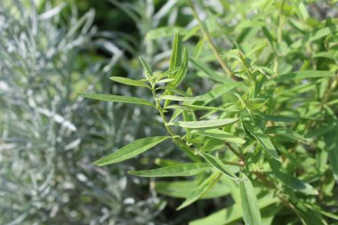 Bitki bahçesinde merkep bitkisi