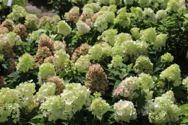 Bahçede çiçek açan ortanca