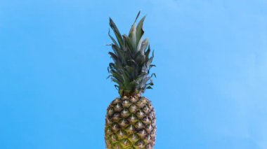 Mavi temada dönen ananas