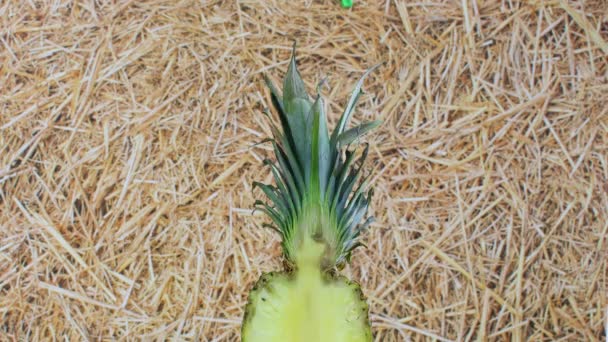 以稻草为主题旋转菠萝片 — 图库视频影像