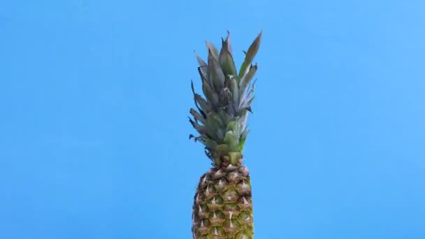 成熟的半切菠萝蓝调的快速缓慢回转 — 图库视频影像