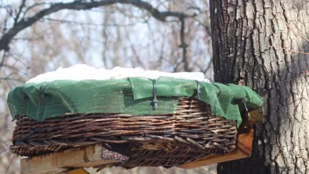 Küçük Vahşi Kuş Tahtadan Sepetin Üzerine Gel Kış Mevsiminde Tohum — Stok video