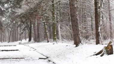 Güzel kış manzarası karla kaplı ormanda yürüyüş yolu.