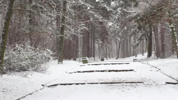 雪に覆われた森の中を歩く歩道の冬のシーン — ストック動画