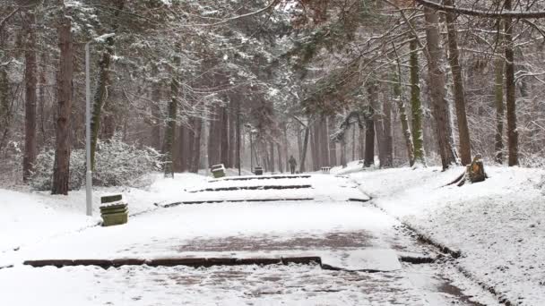 冬の雪に覆われた森の中を歩く歩道 — ストック動画