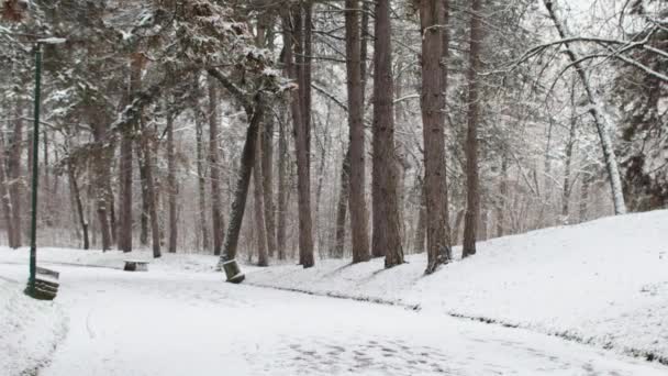 有小径的森林里寒冷的冬季雪天 — 图库视频影像