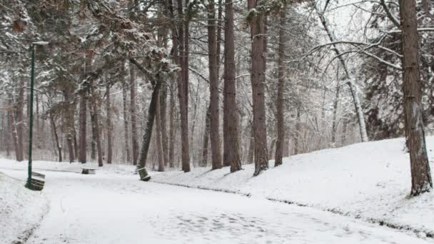 Winterszene Und Schnee Auf Spazierweg Umgeben Von Bäumen — Stockvideo