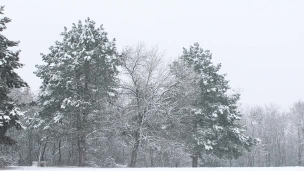 Floresta Com Árvores Dia Frio Inverno Uma Forte Nevasca Neve — Vídeo de Stock