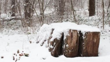 Yaşlı Stump kış mevsiminde karla kaplı ormanlarda