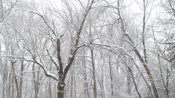 Alberi Nella Foresta Nelle Fredde Giornate Invernali Mentre Nevica — Video Stock