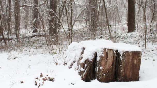 Vecchio Ceppo Coperto Neve Nella Stagione Invernale Nella Foresta — Video Stock