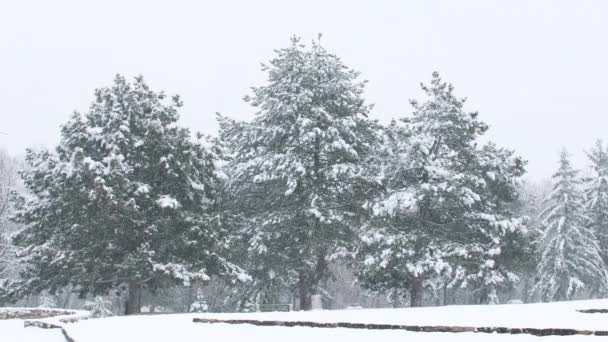 Forte Bufera Neve Tre Pini Nella Stagione Invernale — Video Stock