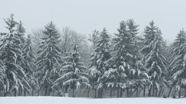 Foresta Con Pini Forte Bufera Neve Nella Stagione Invernale — Video Stock