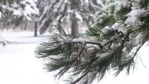 Vom Schnee Bedeckte Kiefernzweige Nahaufnahme — Stockvideo