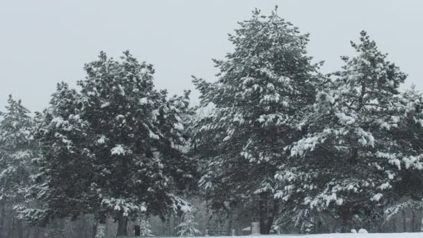 Kiefern Und Starker Schneesturm Kalten Wintertagen — Stockvideo