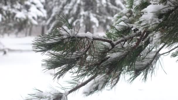 Close Ramo Pinheiros Com Neve Floresta — Vídeo de Stock